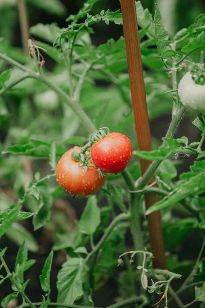 Vacker mogen röd tomat väger på en grön gren — Stockfoto
