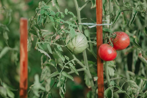 赤と緑のトマトは緑の枝の重さ — ストック写真