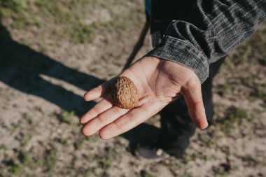 Adam elinde büyük ceviz kabuğu