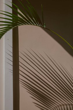 Evin arka planında palmiye dalı