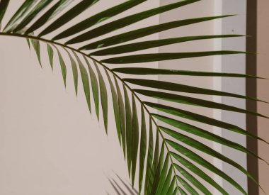 Evin arka planında palmiye dalı