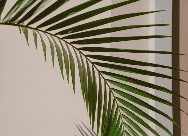 Evin arka planında palmiye dalı