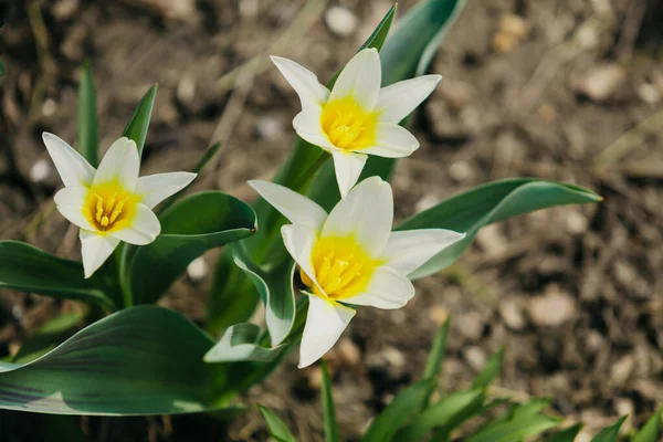 Frühlingsblumen Eine Gruppe Weißer Tulpen Mit Gelben Staubgefäßen Und Grünen — Stockfoto