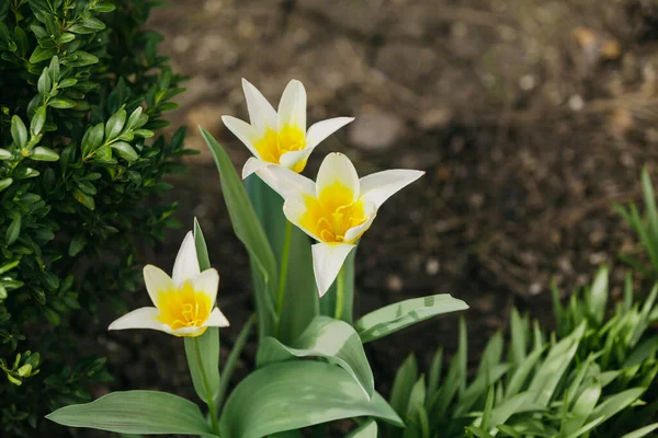 Frühlingsblumen Eine Gruppe Weißer Tulpen Mit Gelben Staubgefäßen Und Grünen — Stockfoto