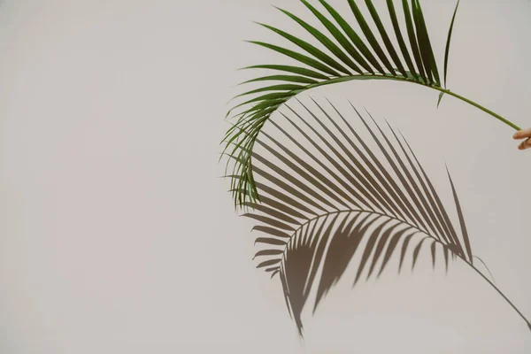 Ruce Drží Půvabnou Zelenou Větev Palmy Howea Ona Dává Originální — Stock fotografie