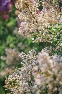Açık bir günde küçük çiçekli, beyaz bir leylağın güzel dalları