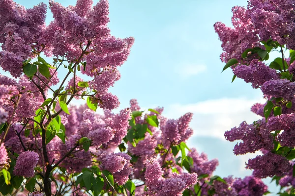 Prachtige Lila Takken Met Kleine Bloemen Een Heldere Dag Tussen — Stockfoto