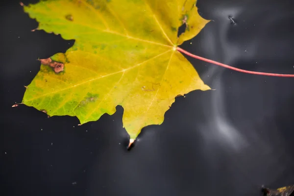 Herbst Auf Dem Wasser Schönes Gefallenes Ahornblatt Schwimmt Unter Der — Stockfoto