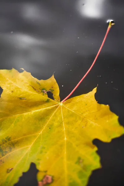 Herbst Auf Dem Wasser Schönes Gefallenes Ahornblatt Schwimmt Unter Der — Stockfoto