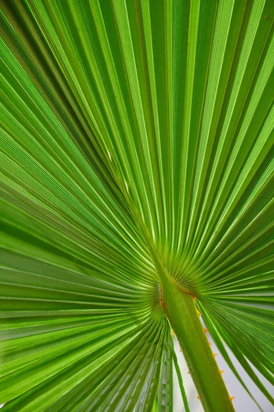 Feuille Étonnante Une Plante Belle Texture Verte Sous Forme Rayons — Photo