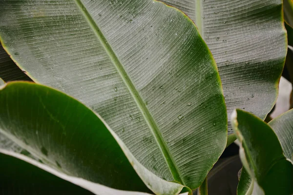 Banánpálma Ensete Hátat Hagy Trópusi Erdei Zöld Lombozat — Stock Fotó