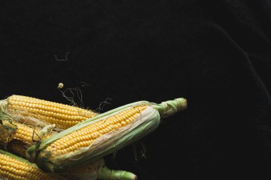 İştah açıcı yeşil yapraklı olgun sarı mısır koçanları siyah bir arka planda uzanır.