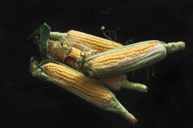İştah açıcı yeşil yapraklı olgun sarı mısır koçanları siyah bir arka planda uzanır.
