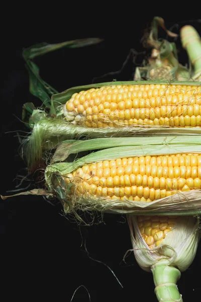 Appetitliche Maiskolben Mit Grünen Blättern Liegen Auf Schwarzem Hintergrund Großaufnahme — Stockfoto