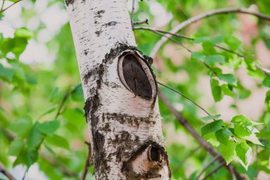 Oval kesimli güzel bir huş ağacı gövdesi. Yeşil yapraklar büyür