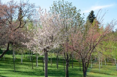 Bahar tatili parkı. Güneşli bir günde yeşil çimlerde kiraz ve erik ağacı çiçek açar.