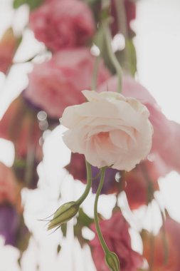 Birkaç östoma çiçeği dikkatsiz bir bukette toplanır ve geri ışık altında alınır.