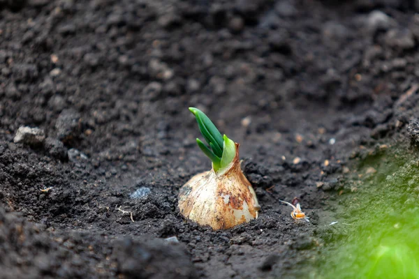 Onion Grows Ground Bulb Planted Black Soil Released Green Shoots — Stock Photo, Image