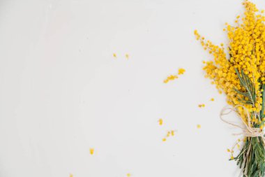 Bahar hala hayattır. Sarı mimoza dalı beyaz bir sırtüstü uzanır.