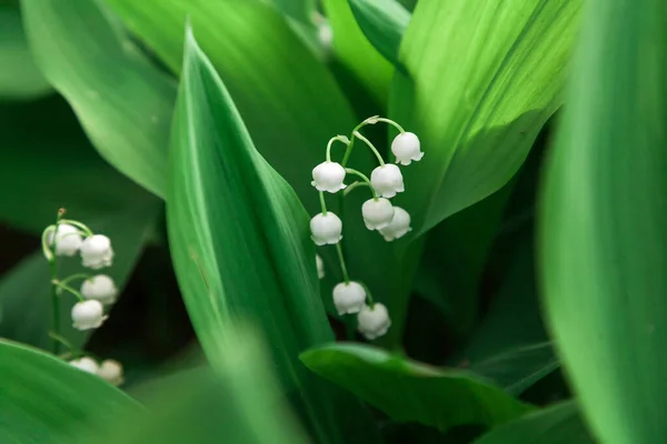 Lente Gekomen Een Prachtige Witte Lelie Van Vallei Bloem Omringd — Stockfoto