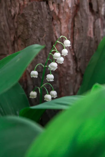 Lily Doliny Kwiat Rośnie Otoczeniu Zielonych Liści Tle Drzewa Bar — Zdjęcie stockowe
