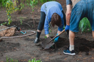 Bahar bahçesi işi. Yaşlı ve evli bir çift verimli soya ağacında genç bir çalı dikiyor.