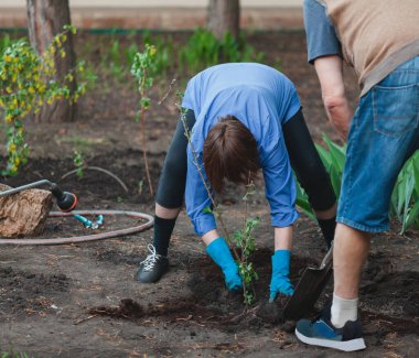 Bahar bahçesi işi. Yaşlı ve evli bir çift verimli soya ağacında genç bir çalı dikiyor.