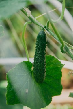 Olgun yeşil salatalık yeşil yaprakların arasında yetişir.