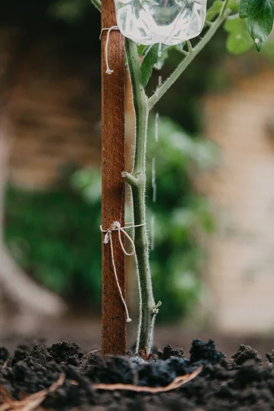 Reuse of plastic bottles for drip irrigation of plants in the garde