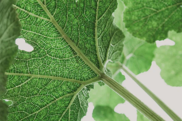 Groot Vel Van Een Plantaardig Merg Onderaanzicht Bladeren Van Een — Stockfoto