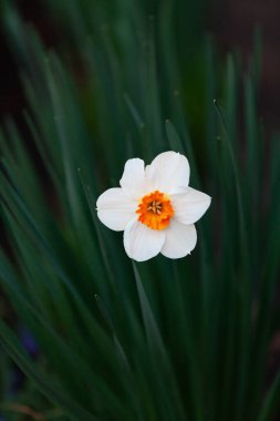 Bahar çiçekleri. Güzel nergis çiçeği, bulanık sırtüstü sarı puantiyeli.