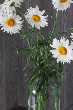 Pencere kenarında hala hayat var. Gri bir duvar kağıdının arka planında, şeffaf bir vazoda duran güzel büyük papatyalar soyut bir lakırdı içeriyor.