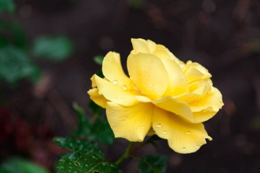 Yeşil zemin üzerinde su damlaları olan büyük güzel sarı bir gül.