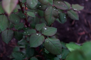 Yağmurdan sonra. Güzel su damlaları yemyeşil gül yapraklarının üzerine düşer.