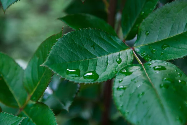 Rain Beautiful Water Drops Lush Green Leaves Rose Bus — Stock Photo, Image