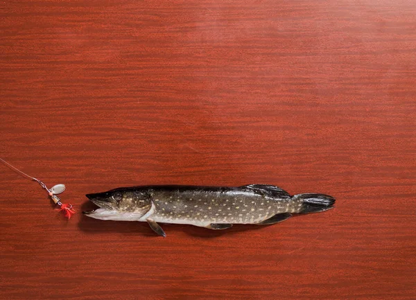 Hecht Mit Offenem Maul Liegt Einem Braunen Rahmen Vor Ihrem — Stockfoto