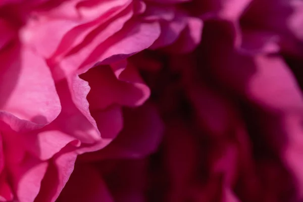 Macro shot of the petals close-up peony lilac pink saturated colo