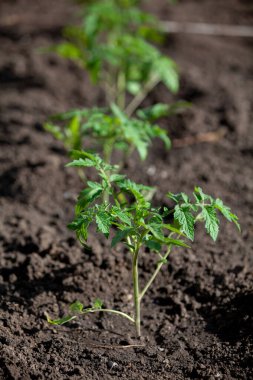 Küçük sarı çiçekli domates filizleri güneşli bir günde kara toprakta yetişir.
