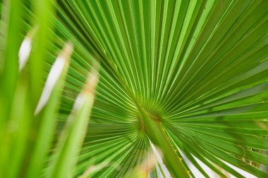 İnanılmaz bir bitki yaprağı. Farklı ışınlar şeklinde güzel yeşil doku.