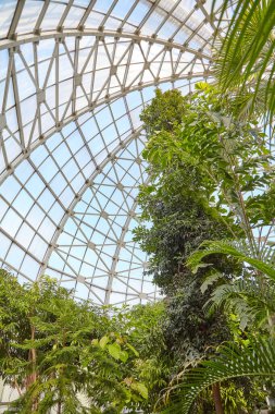 Botanik Bahçesi binasındaki seranın cam çatısı. Botanik bahçesinin serasının şeffaf kubbesi. Aşağıdan iç görünüm