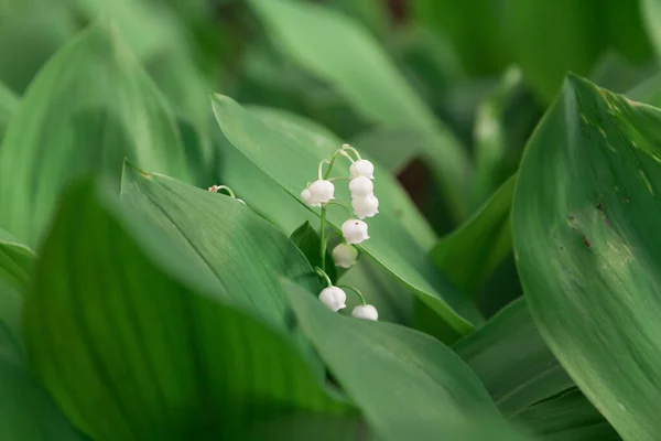 Пришла Весна Красивая Белая Лилия Венского Цветка Окруженная Пышной Зеленой — стоковое фото