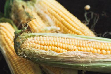 İştah açıcı yeşil yapraklı olgun sarı mısır koçanları siyah bir arka planda uzanır.