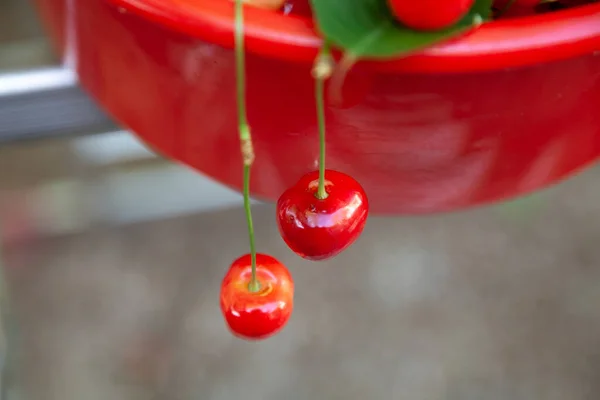 Appetizing Still Life Ripe Red Sweet Cherry Hangs Edge Plastic — Stock Photo, Image