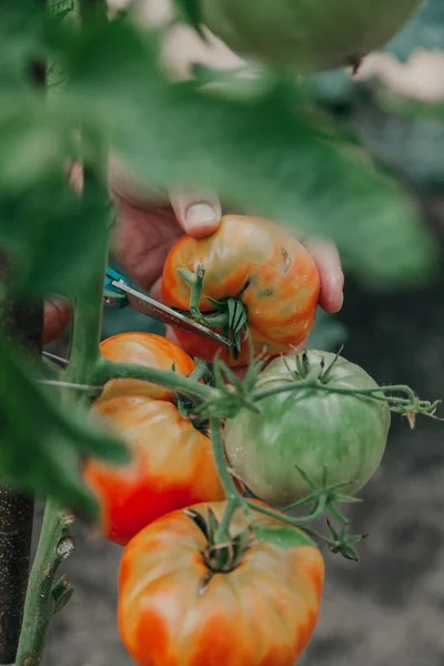 トマトを摘む 農夫の手がはさみで緑の枝から大きなピンクのトマトを切った Close — ストック写真