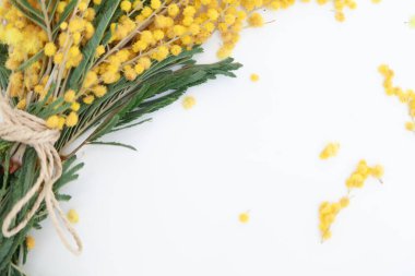 Bahar hala hayattır. Sarı mimoza dalı beyaz bir sırtüstü uzanır.