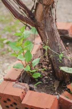 Asma bahçede yetişir. Tuğla içinde üzüm varili yetişiyor.