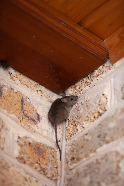 有一条长长的尾巴的灰色小老鼠坐在砖头的顶部角落 — 图库照片