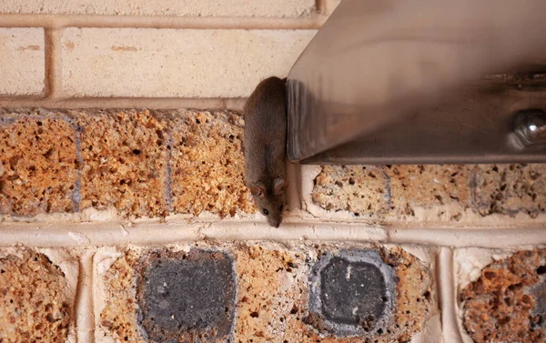 Small Gray Mouse Crawls Out Stainless Metal Construction Brick Wall — Stock Photo, Image