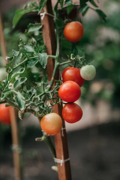 Skörda Tomater Grupp Aptitretande Röda Tomater Växer Grön Gren Närbild — Stockfoto