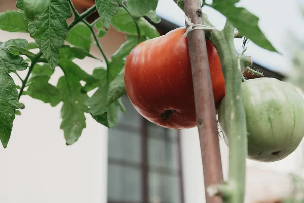 Tomater Trädgården Röd Och Grön Tomat Växer Grön Gren Närbild — Stockfoto